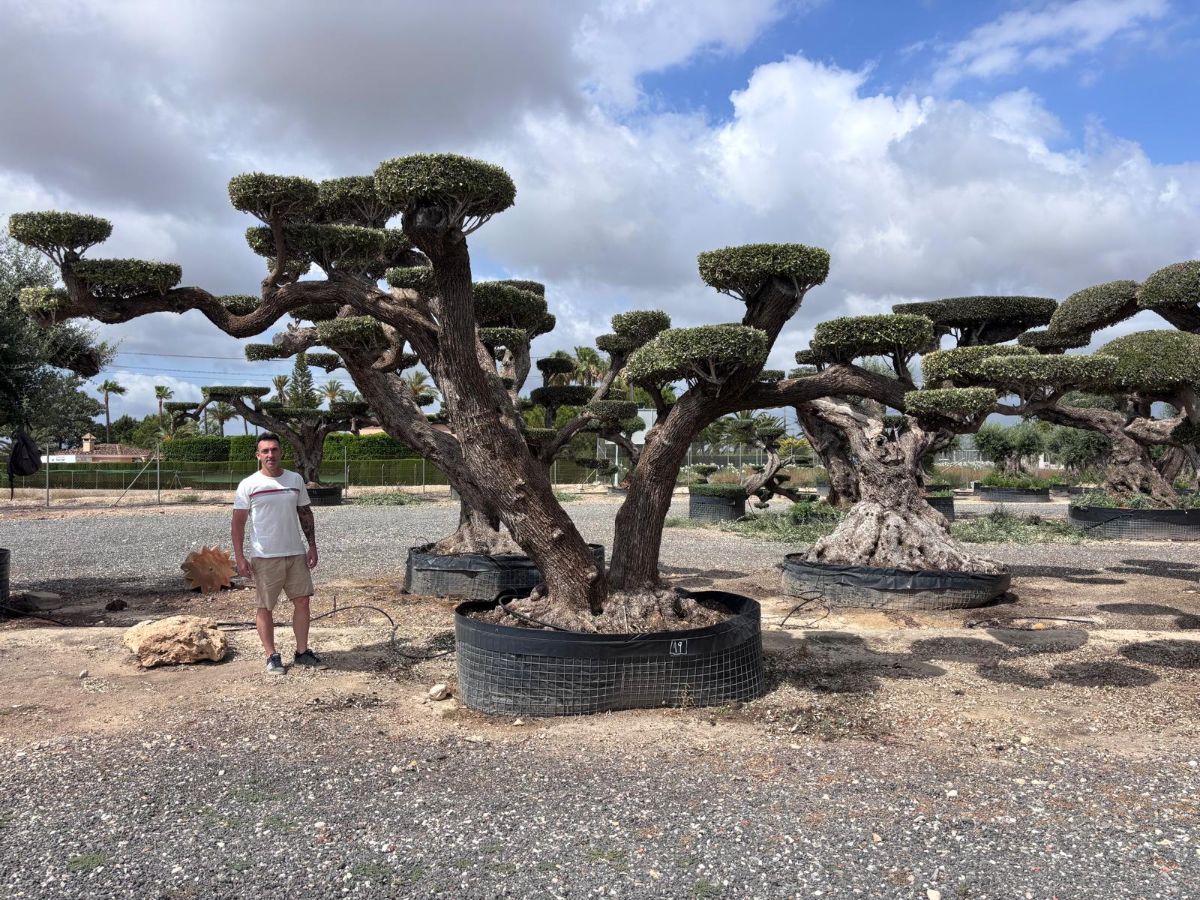 OL EU 19 Olea Europaea Topiary Cloud