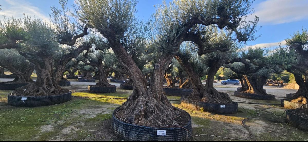 OL EU 574 Olea Europaea Millenary Massive - Netting