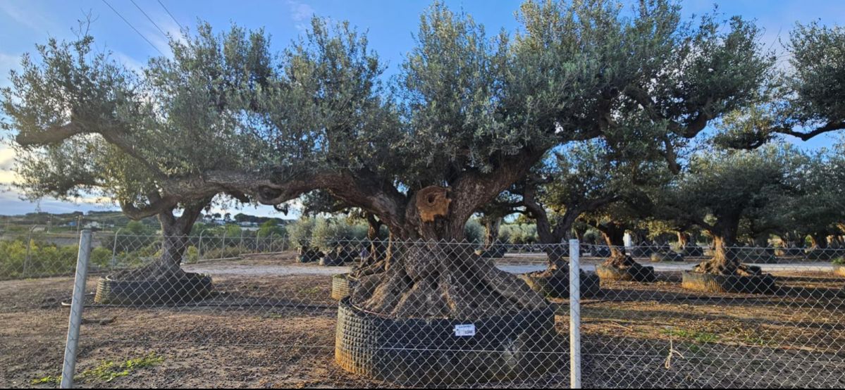 OL EU 246 Olea Europaea Millenary Massive - Netting