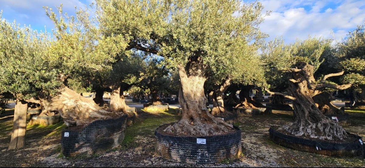 OL EU 158 Olea Europaea Millenary Massive - Netting
