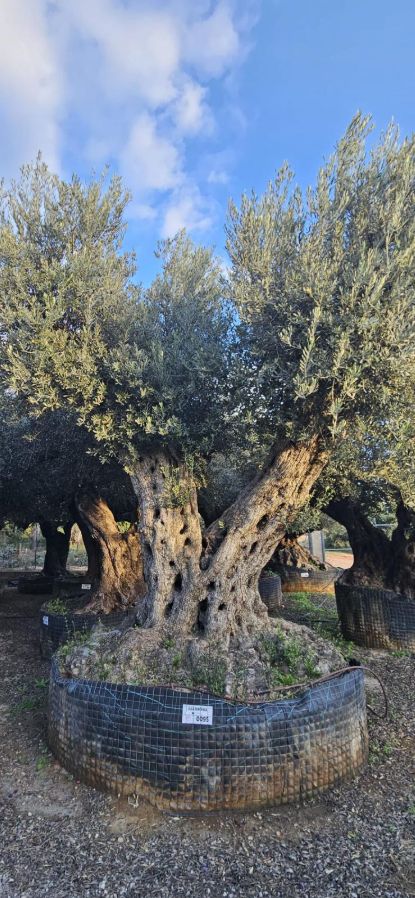 OL EU 095 Olea Europaea Millenary Massive - Netting