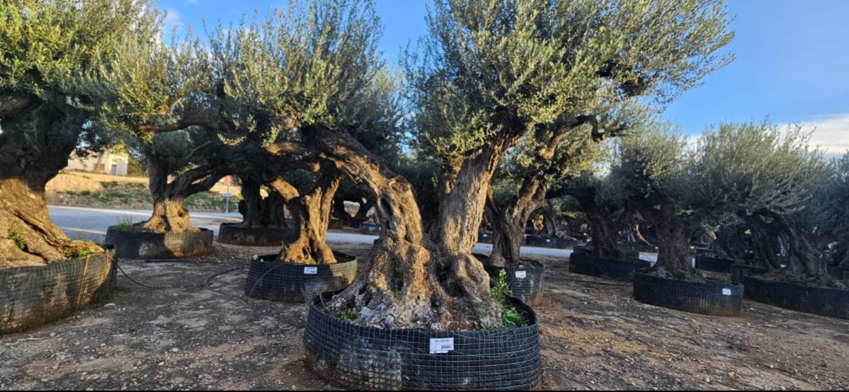 OL EU 045 Olea Europaea Millenary Massive - Netting