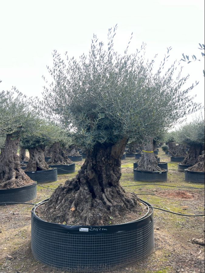 C - OE EU Olea Europaea Lechin - 200/250 - Netting