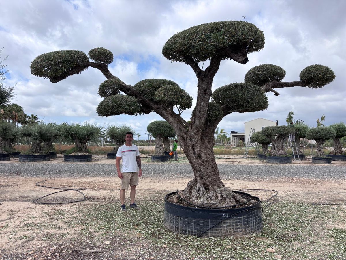 OL EU 14 - Olea Europaea Topiary Clouds