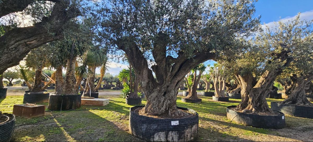 OL EU 002 Olea Europaea Millenary Massive - Netting