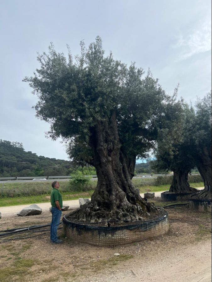 O - OL EU 24 Olea Europaea Millenary Massive - Netting