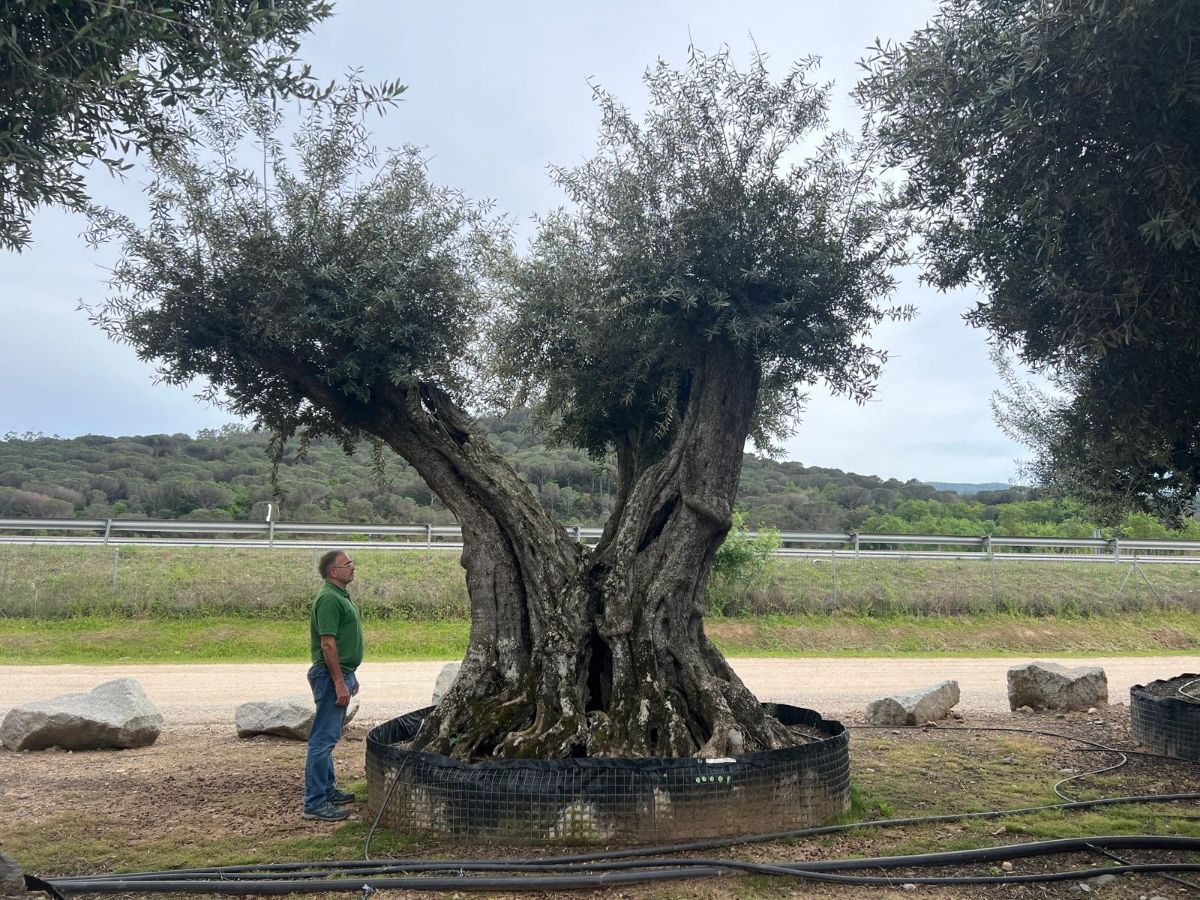 L - OL EU 23 Olea Europaea Millenary Massive - Netting