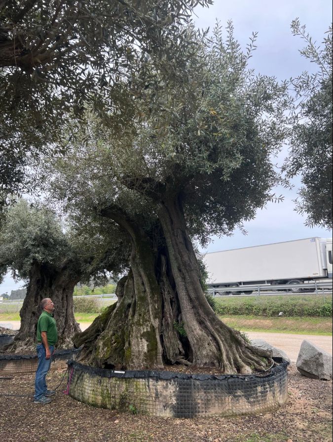 K - OL EU 34 Olea Europaea Millenary Massive - Netting