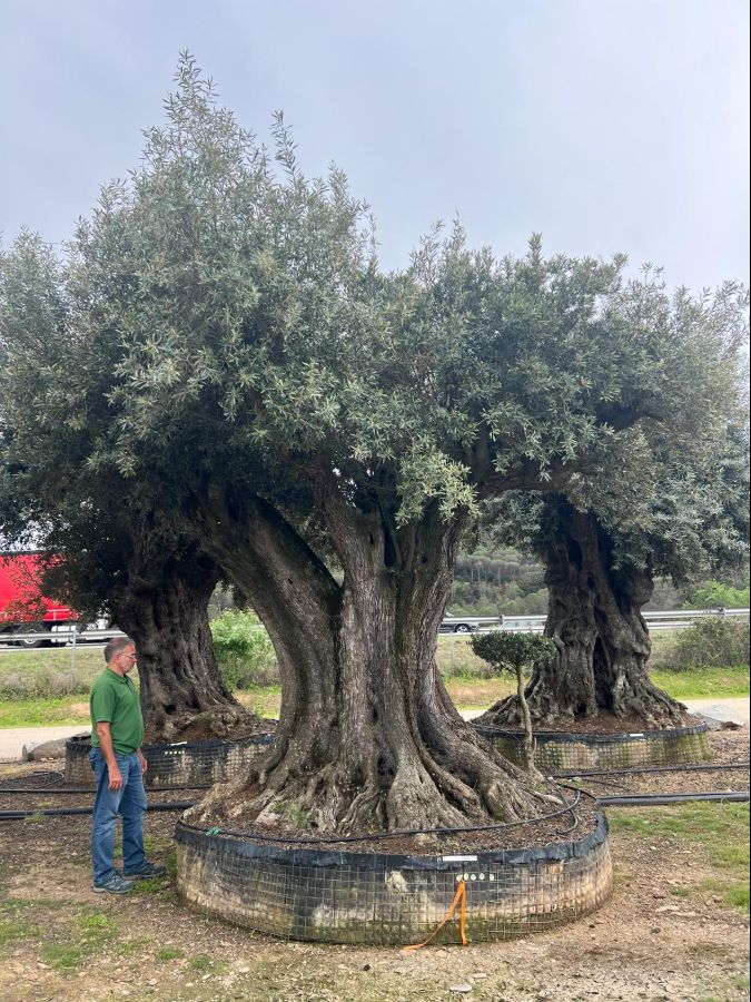 L - OL EU 27 Olea Europaea Millenary Massive - Netting