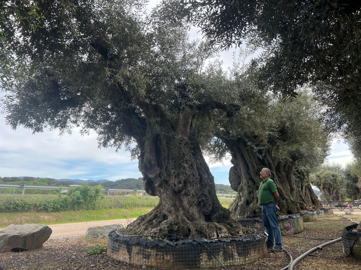 K - OL EU 32 Olea Europaea Millenary Massive - Netting