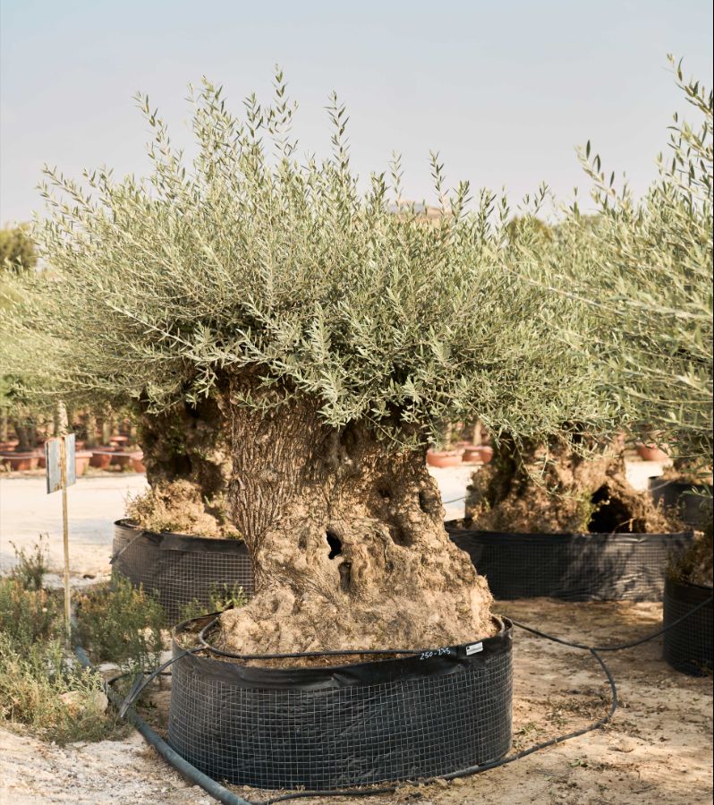 N - OL EU Olea Europaea Bonsai - 250/275 - Netting