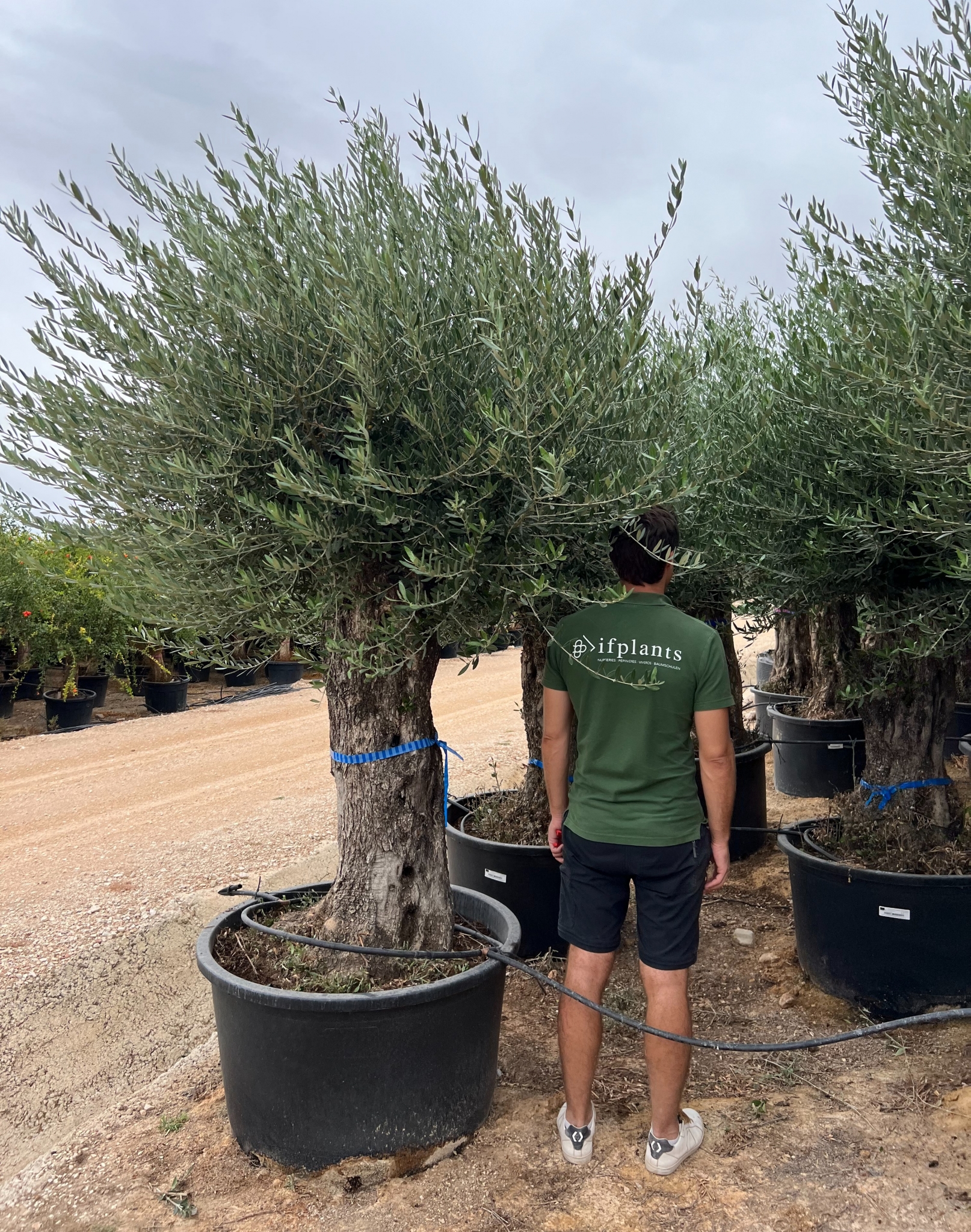 C - OL EU Olea Europaea Bonsai - 80/100 - 230L/285L