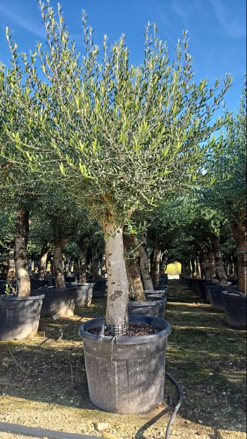 E - OL EU Olea europaea - Young Trunk - 35/55 - 110L-130L