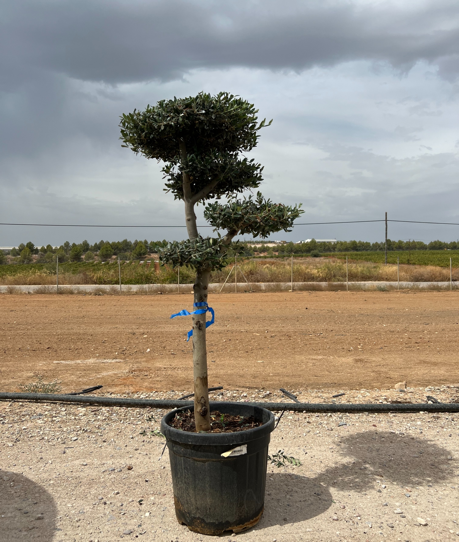 B - OL EU Olea Europaea Pom Pom - 45L