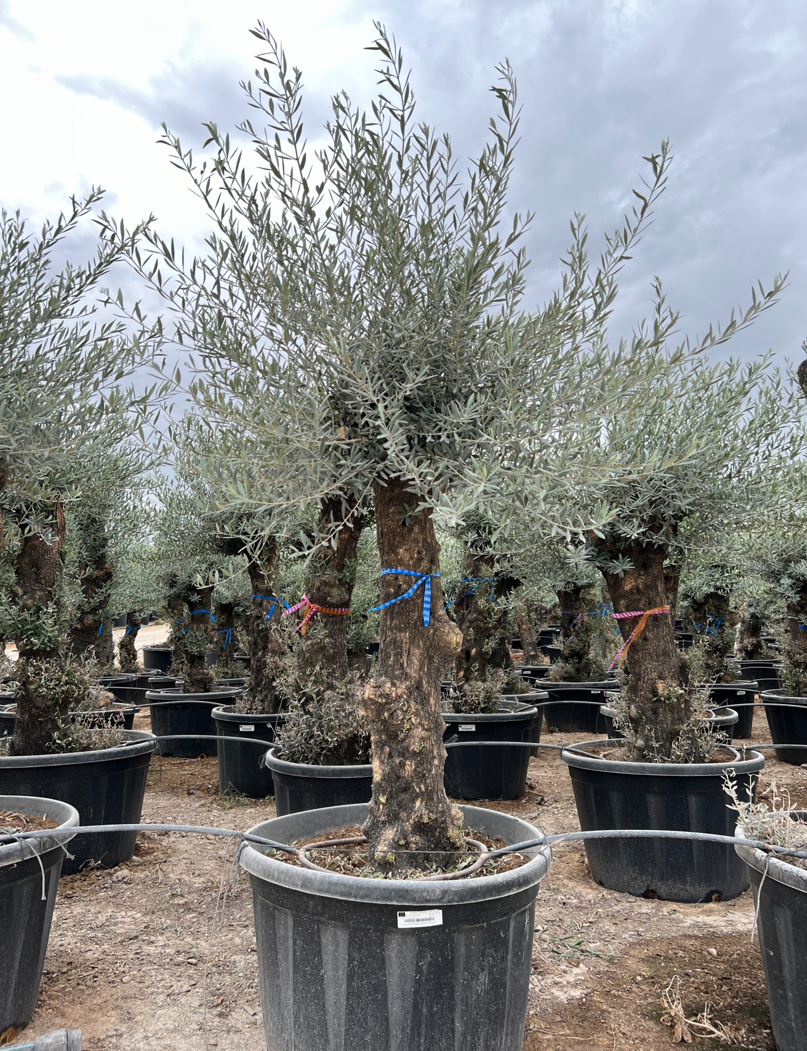 A - OL EU Olea Europaea Bonsai - 40/60 -160L-230L