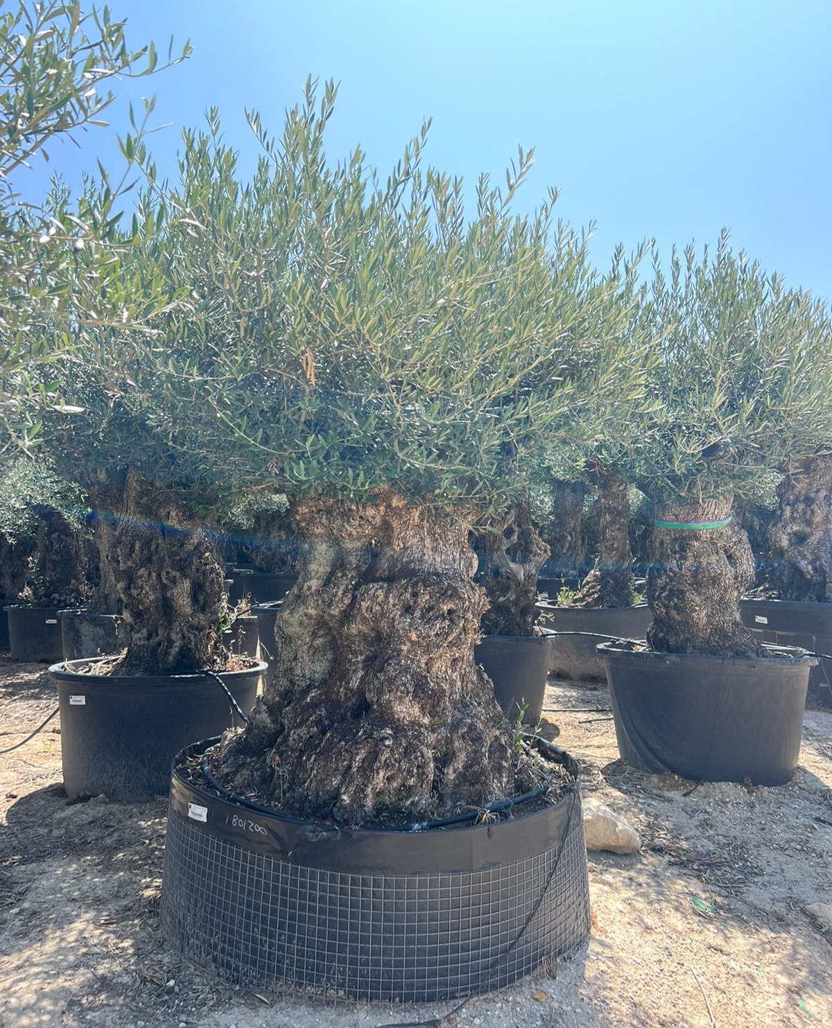 K - OL EU Olea Europaea Bonsai - 180/200 - Netting