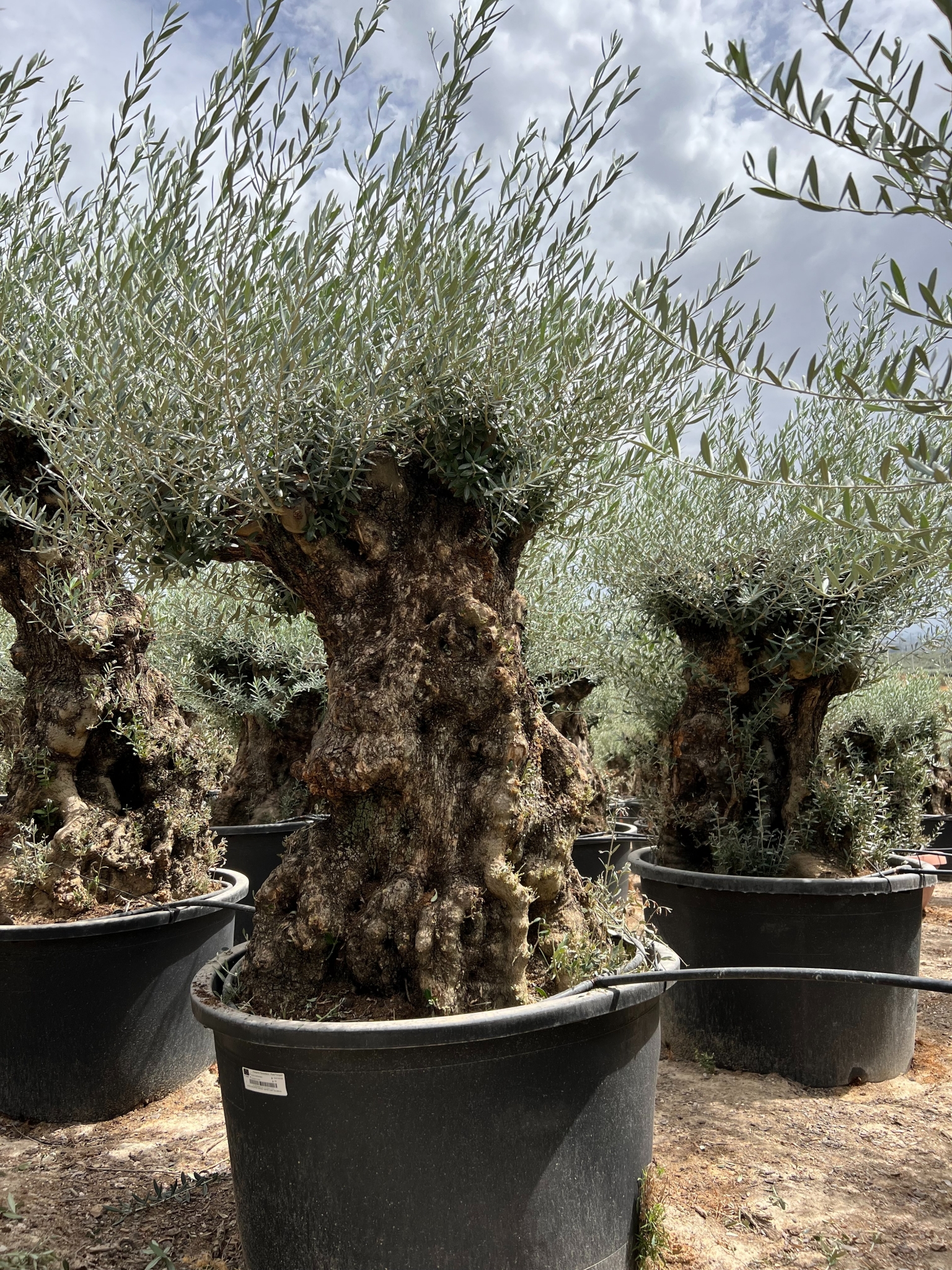G - OL EU Olea Europaea Bonsai - 140/160 - 230L-285L