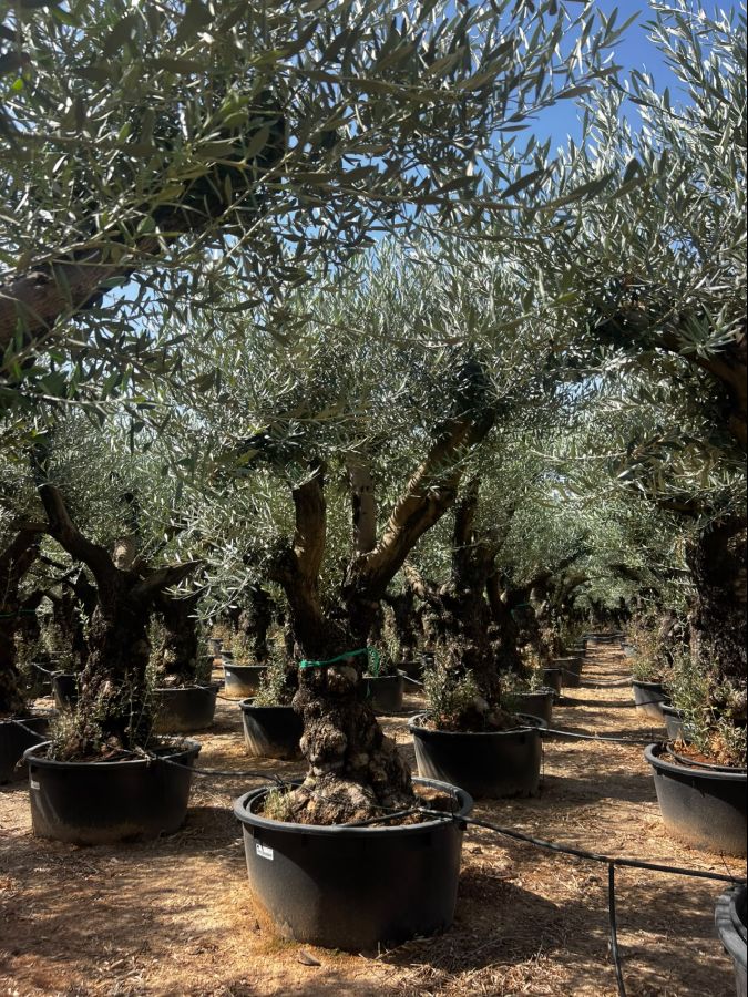 Olea europaea Branched Hojliblanco 70/100 240L