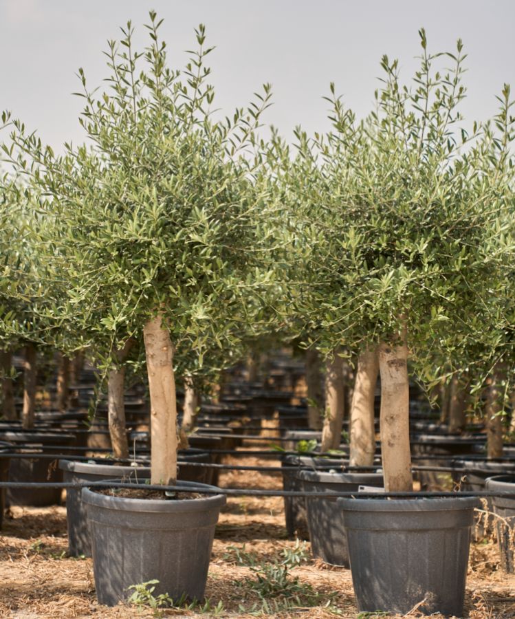 B - OL EU Olea Europaea Young Trunk - 35L