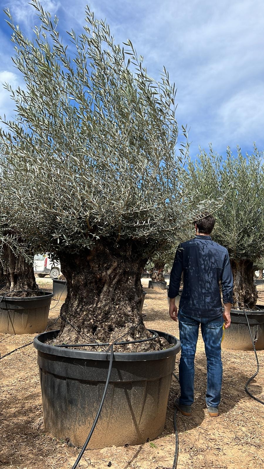 J - OL EU Olea Europaea Bonsai - 180/200 - 375L-500L