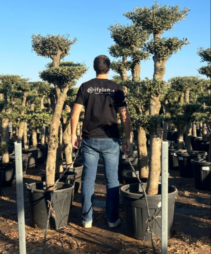 C - OL EU Olea Europaea Pom Pom - 30/40 - 70L