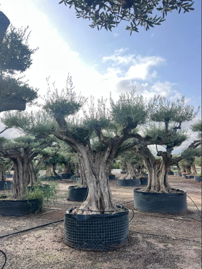 C - OL EU Olea Europaea Rustic Trunk - Netting