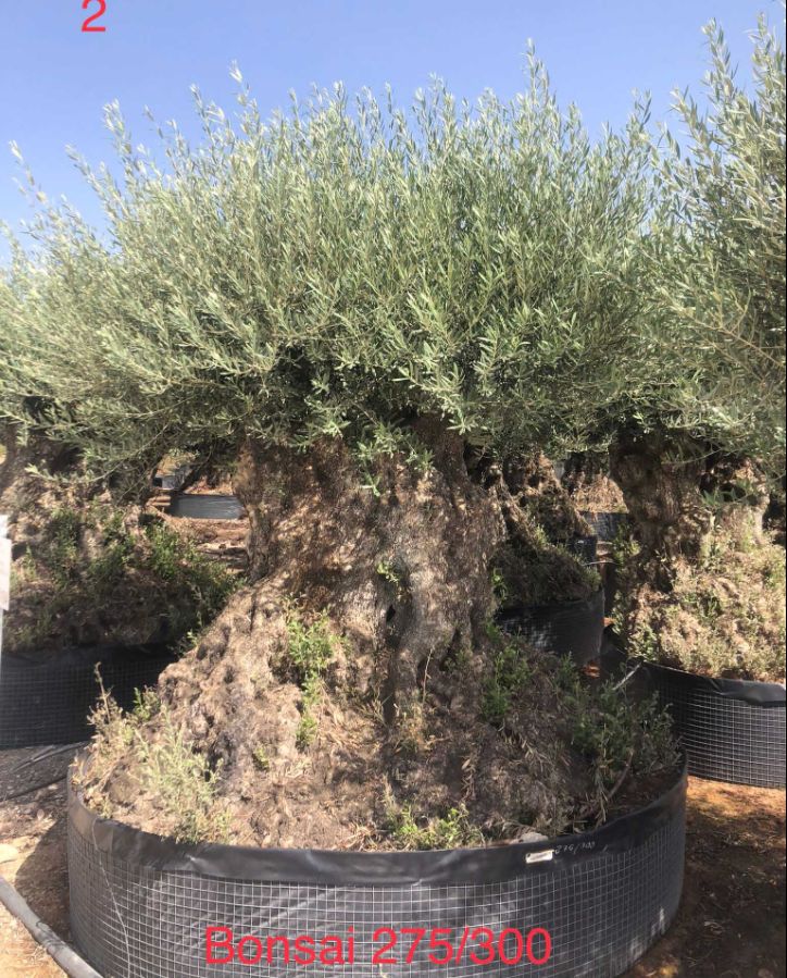 Q -  OL EU 24 Olea Europaea Bonsai - 275/300 - Netting