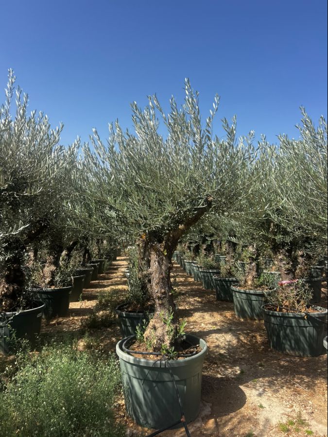 Olea europaea 50/70 Branched Holiblanco 150L