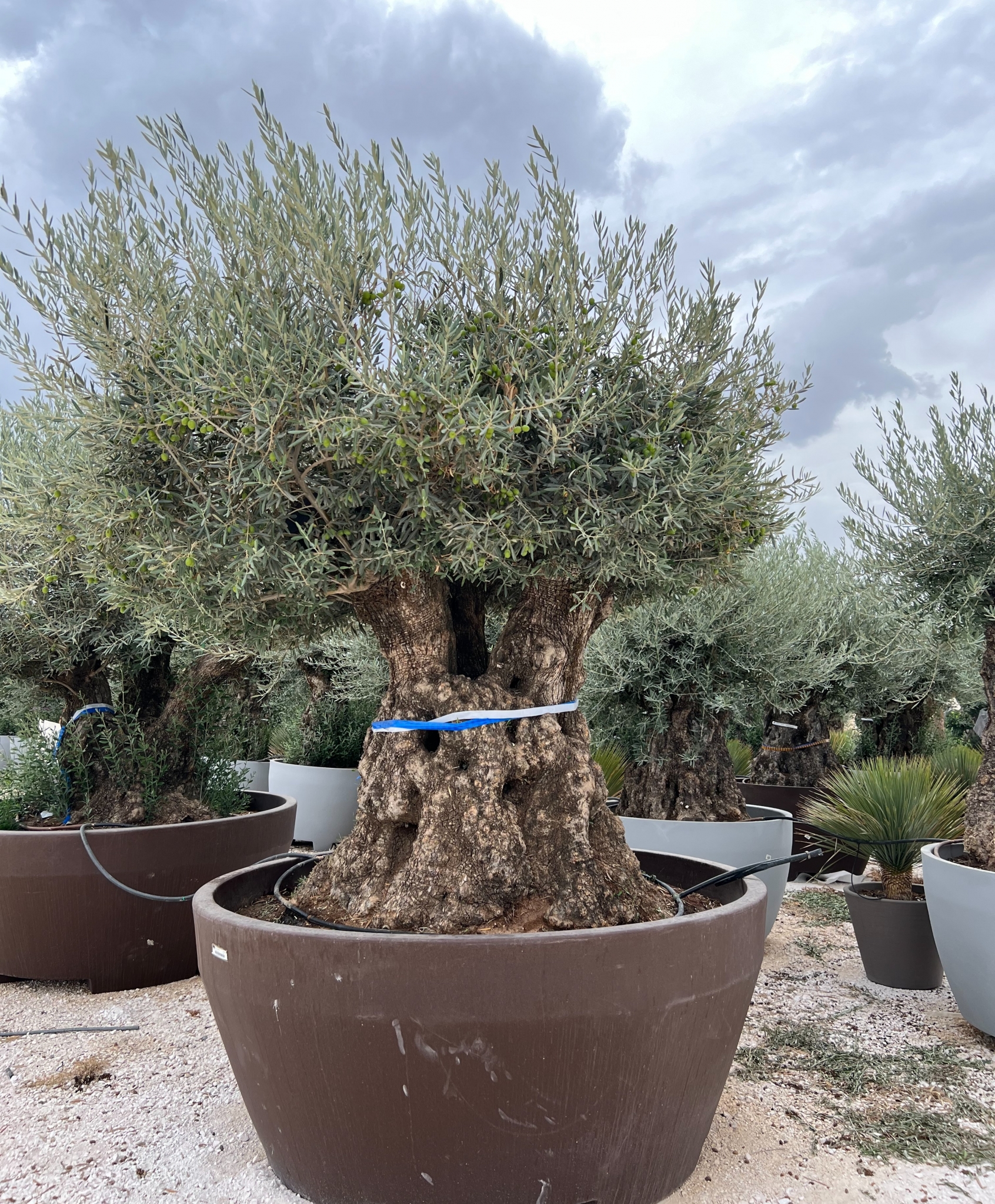R - OL EU 29 Olea Europaea Bonsai - 200/250 - 839L Deco pot