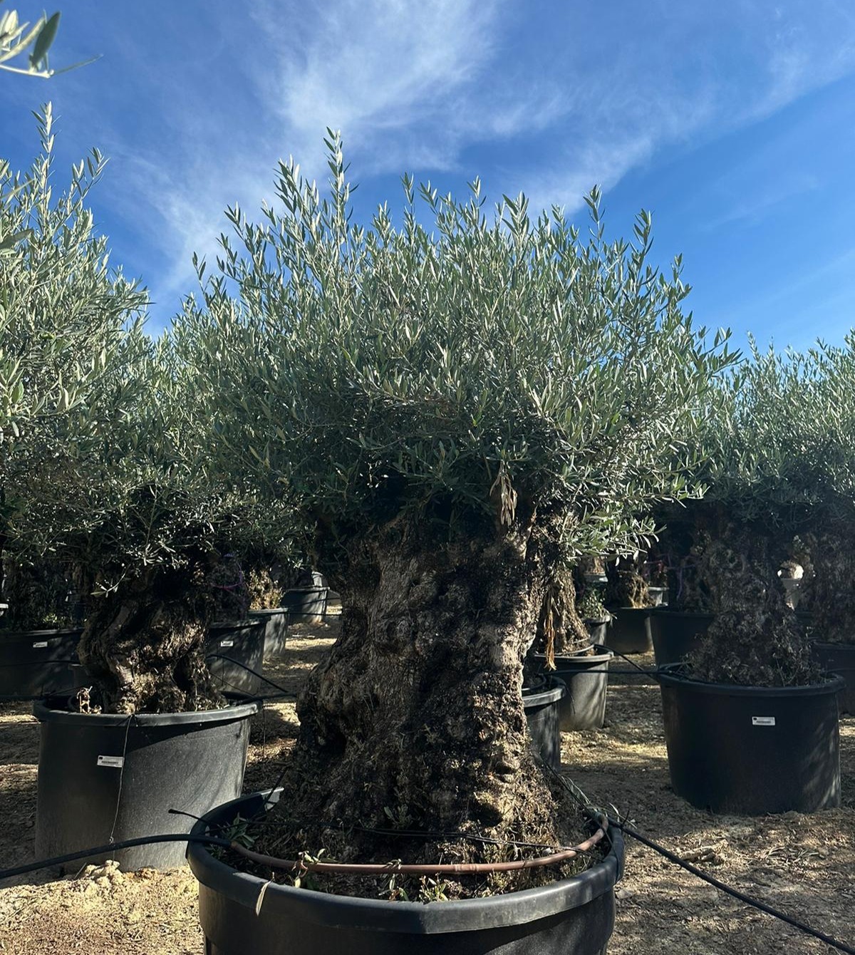 F - OL EU Olea Europaea Bonsai - 120/160 - 375L