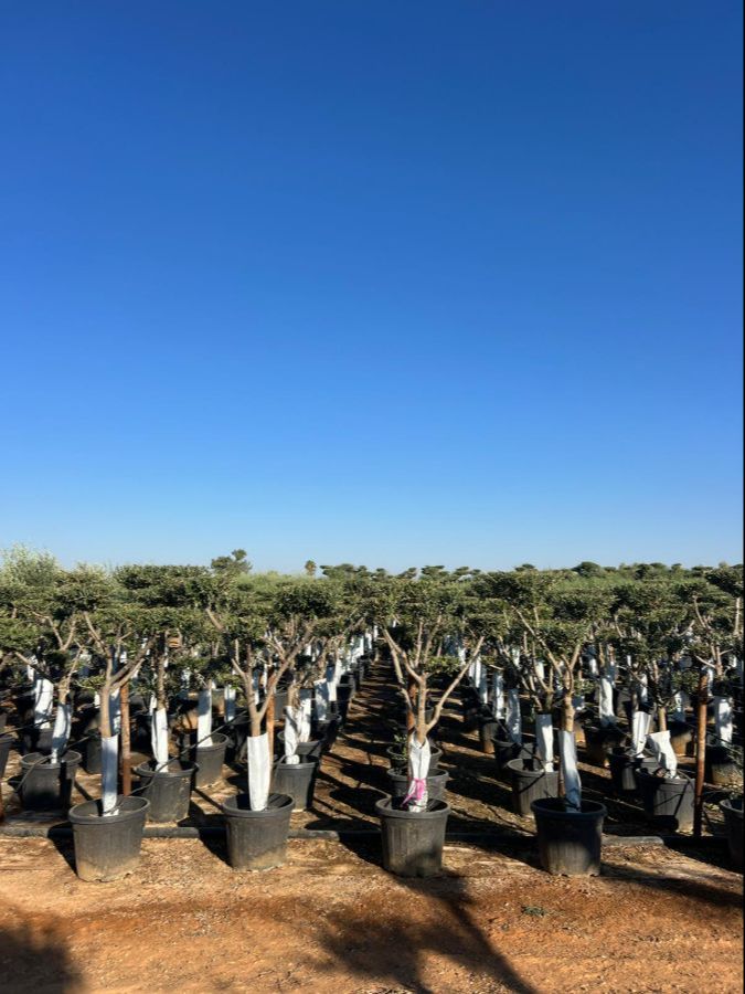 A - OL EU Olea Europaea Pom Pom - 15/20 - 35L
