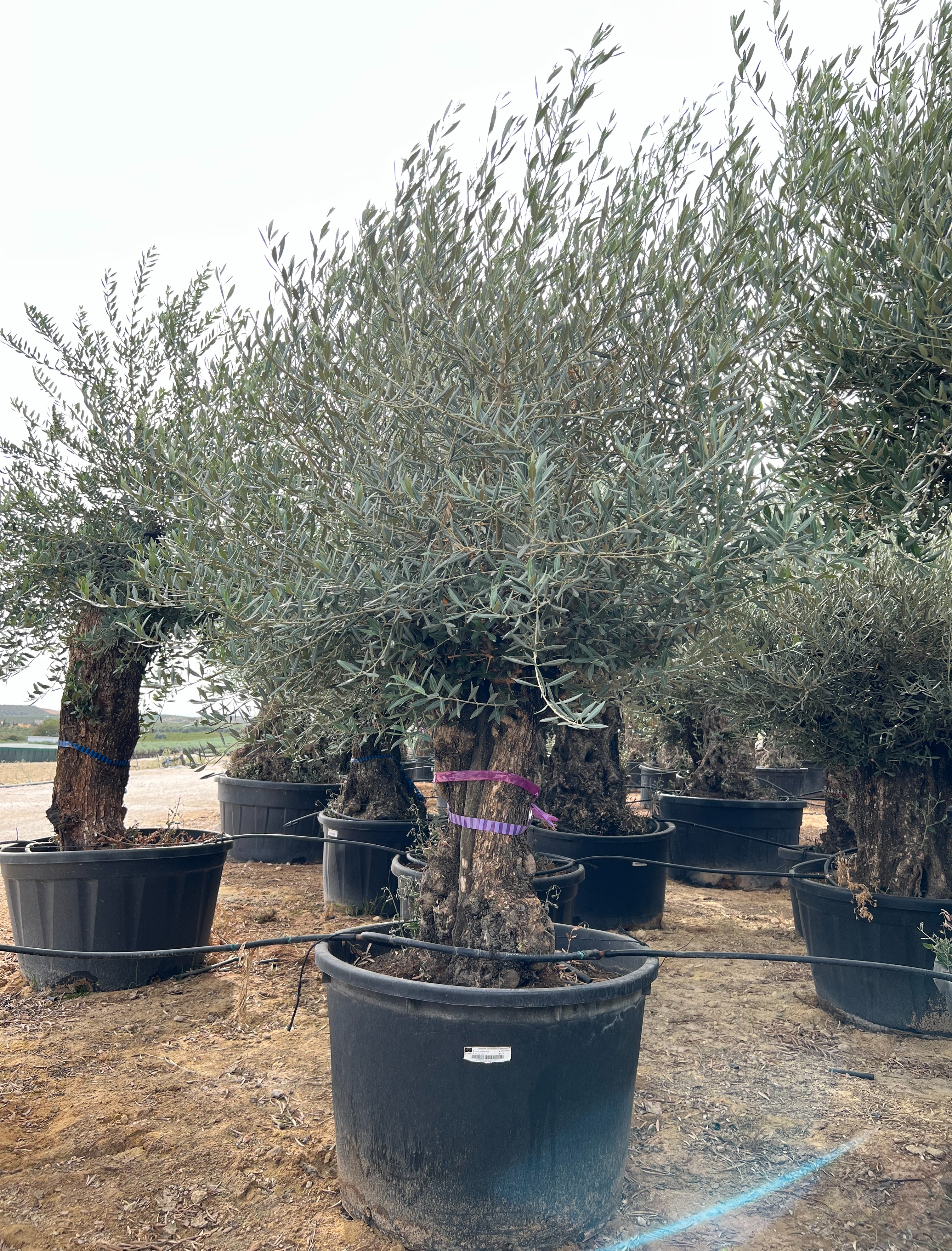 B - OL EU Olea Europaea Bonsai - 60/80 - 160-230L