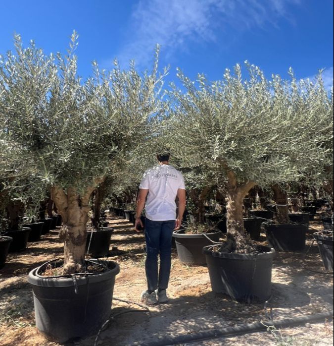 A - OL EU 40 Olea Europaea Branched - Hojiblanco - 50/80 - 170L