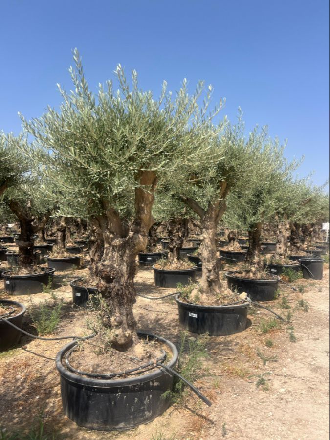 C - OL EU 240 Olea Europaea Branched - Hojiblanco - 60/100 - 240L