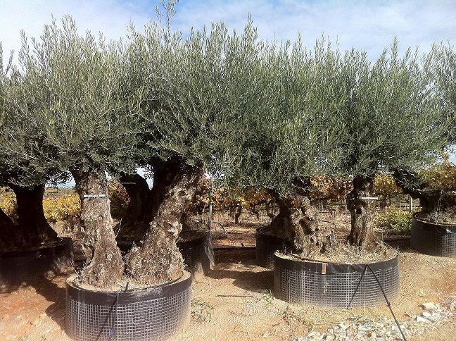 A - OL EU Olea Europaea Small Double Bonsai - Netting