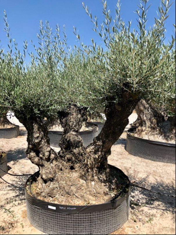 B - OL EU Olea Europaea Small Triple Bonsai - Netting