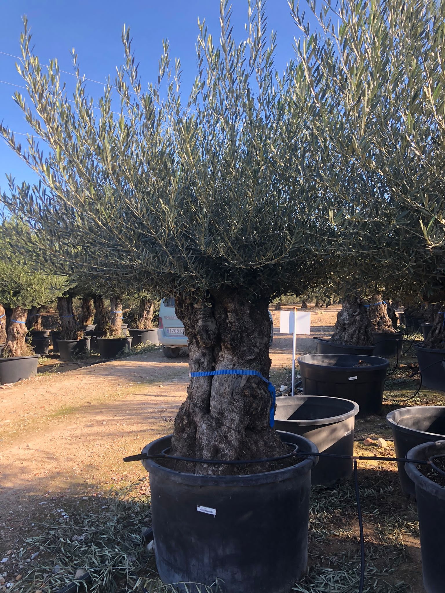 H - OL EU Olea Europaea Bonsai - 120/160 - 500L