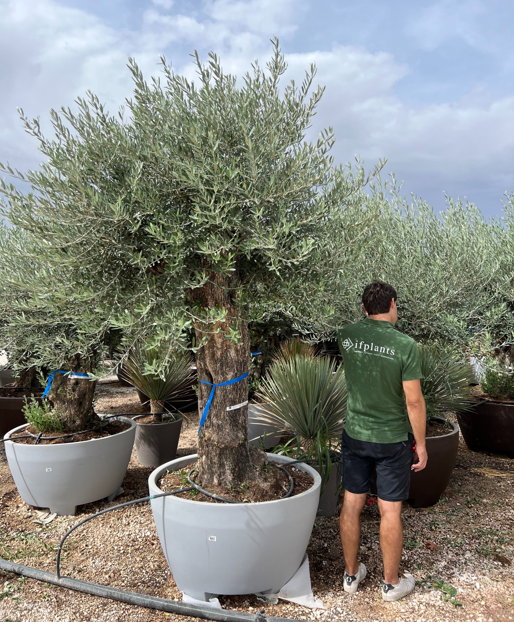 L - OL EU 27 Olea Europaea Bonsai - 100/140 - 310L Premium pot
