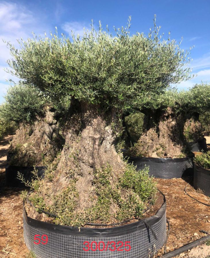 S - OL EU 25 Olea Europaea Bonsai - 300/325 - Netting